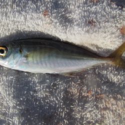 オリジナルメーカー海づり公園(市原市海づり施設) 釣果