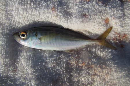 オリジナルメーカー海づり公園(市原市海づり施設) 釣果