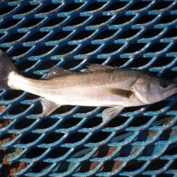 オリジナルメーカー海づり公園(市原市海づり施設) 釣果