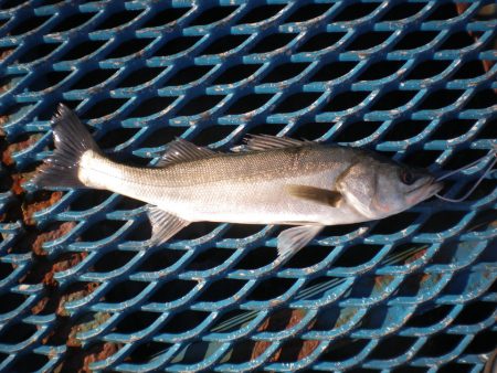 オリジナルメーカー海づり公園(市原市海づり…