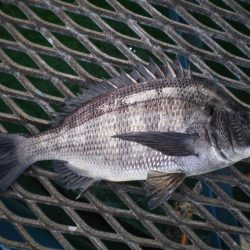 オリジナルメーカー海づり公園(市原市海づり施設) 釣果