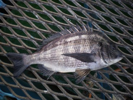 オリジナルメーカー海づり公園(市原市海づり施設) 釣果