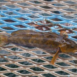 オリジナルメーカー海づり公園(市原市海づり施設) 釣果