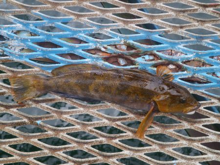 オリジナルメーカー海づり公園(市原市海づり施設) 釣果