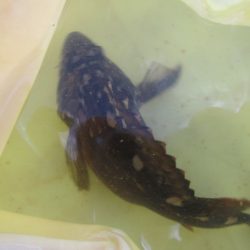 オリジナルメーカー海づり公園(市原市海づり施設) 釣果