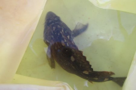 オリジナルメーカー海づり公園(市原市海づり施設) 釣果