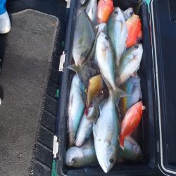 フィッシングハウス伊藤 釣果