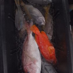 フィッシングハウス伊藤 釣果