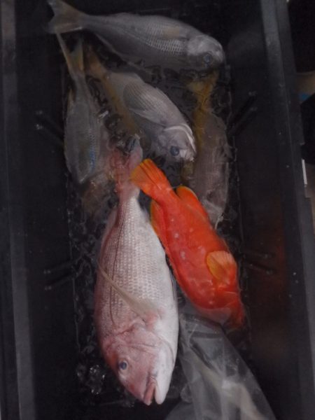 フィッシングハウス伊藤 釣果