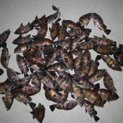 TOPGUN名古屋 釣果