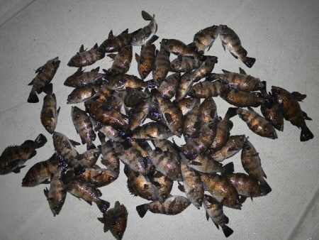 TOPGUN名古屋 釣果