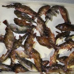 TOPGUN名古屋 釣果