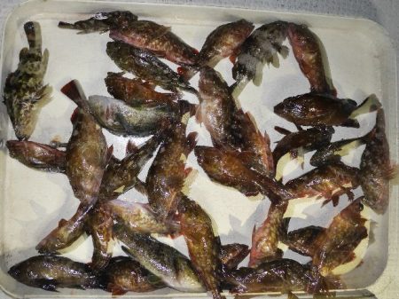 TOPGUN名古屋 釣果