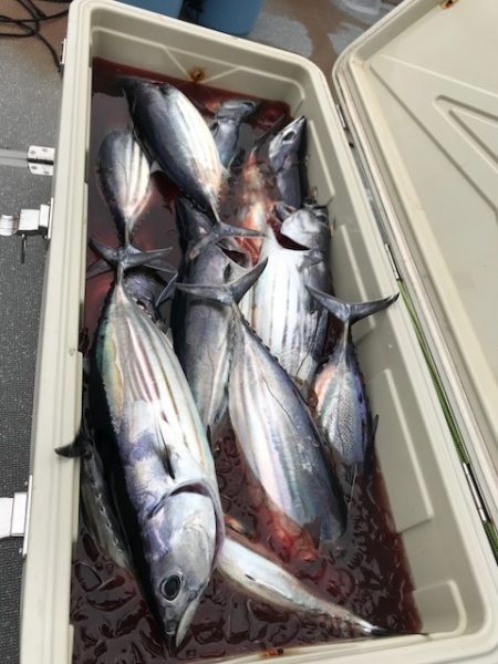 へいみつ丸 釣果