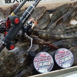 Magic（マジック） 釣果