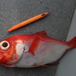 へいみつ丸 釣果