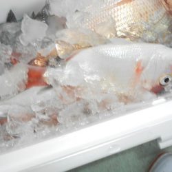 こうゆう丸 釣果