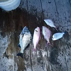 勝丸渡船 釣果