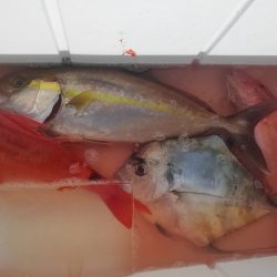 遊漁船 新鋭丸 釣果
