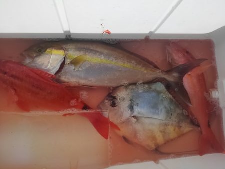 遊漁船 新鋭丸 釣果