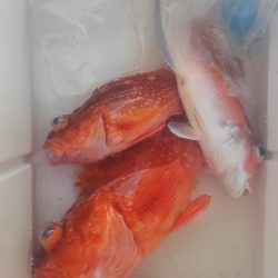 遊漁船 新鋭丸 釣果
