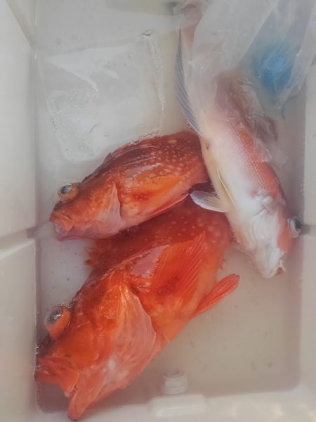 遊漁船 新鋭丸 釣果