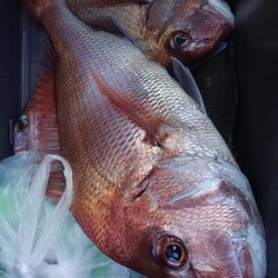 遊漁船 新鋭丸 釣果