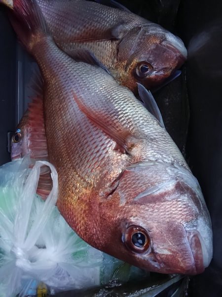 遊漁船 新鋭丸 釣果