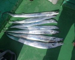 久里浜黒川本家 釣果