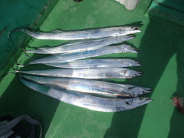 久里浜黒川本家 釣果