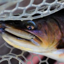 小菅トラウトガーデン 釣果