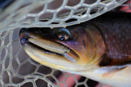 小菅トラウトガーデン 釣果