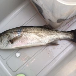 セイゴそこそこ釣れました