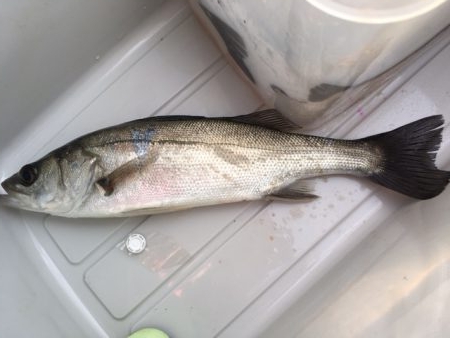 セイゴそこそこ釣れました