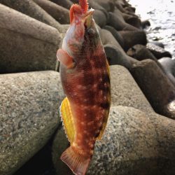 カレイ釣り！！