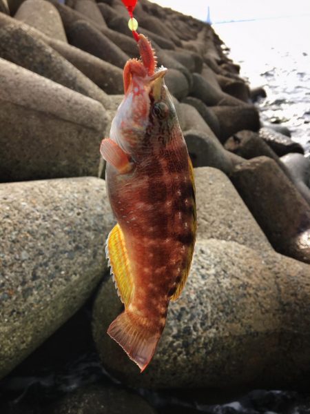 カレイ釣り！！