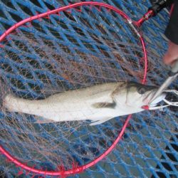 オリジナルメーカー海づり公園(市原市海づり施設) 釣果