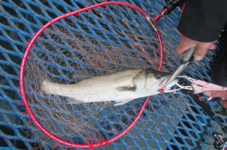 オリジナルメーカー海づり公園(市原市海づり…