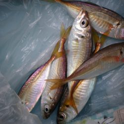 オリジナルメーカー海づり公園(市原市海づり施設) 釣果