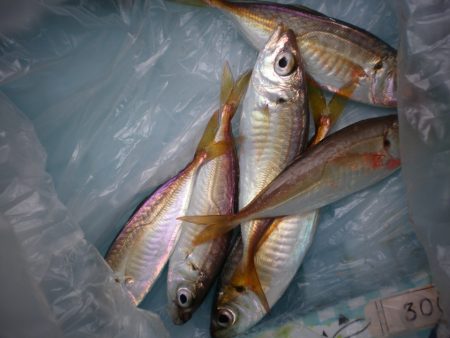 オリジナルメーカー海づり公園(市原市海づり施設) 釣果