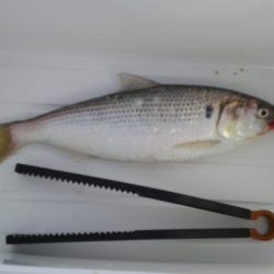 オリジナルメーカー海づり公園(市原市海づり施設) 釣果