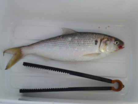 オリジナルメーカー海づり公園(市原市海づり施設) 釣果