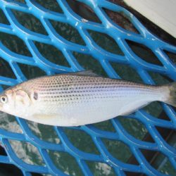 オリジナルメーカー海づり公園(市原市海づり施設) 釣果