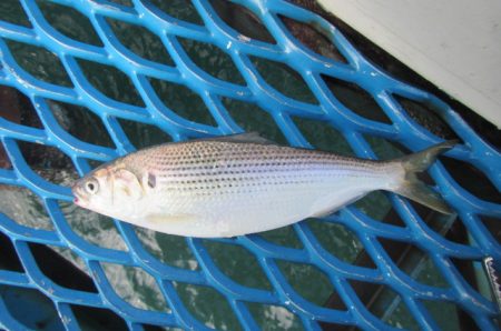 オリジナルメーカー海づり公園(市原市海づり施設) 釣果