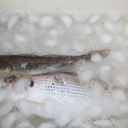 オリジナルメーカー海づり公園(市原市海づり施設) 釣果