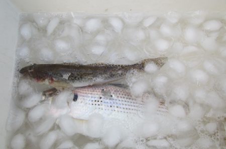 オリジナルメーカー海づり公園(市原市海づり施設) 釣果