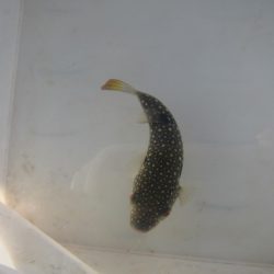 オリジナルメーカー海づり公園(市原市海づり施設) 釣果