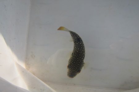 オリジナルメーカー海づり公園(市原市海づり施設) 釣果