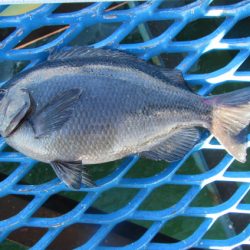 オリジナルメーカー海づり公園(市原市海づり施設) 釣果