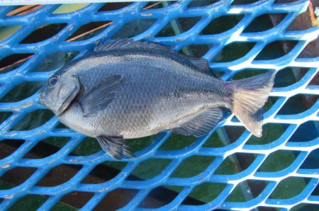 オリジナルメーカー海づり公園(市原市海づり施設) 釣果